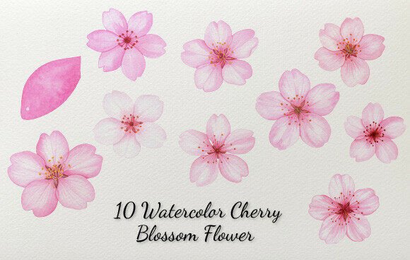 10 Watercolor Cherry Blossom Flower: Elevating Spring Designs with Elegance